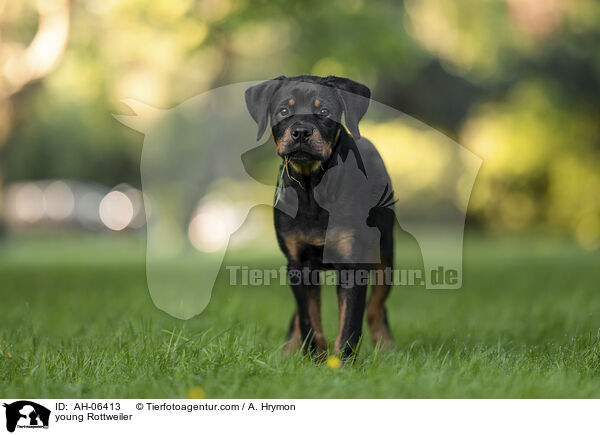 young Rottweiler / AH-06413