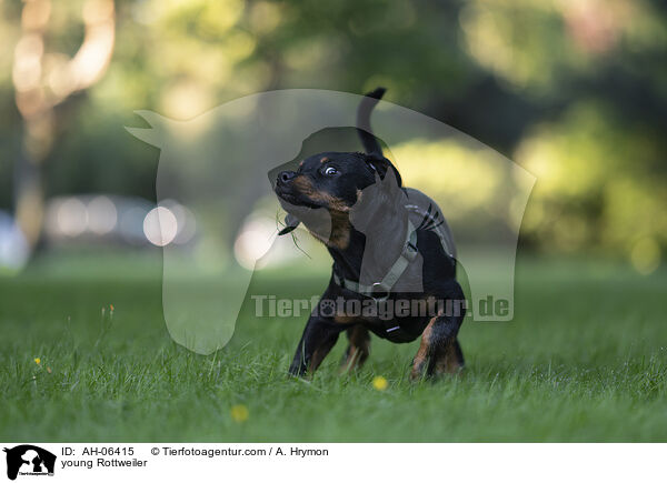 young Rottweiler / AH-06415