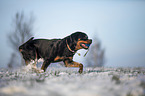 Rottweiler runs through the snow