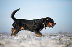 Rottweiler runs through the snow