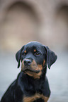 Rottweiler Puppy portrait