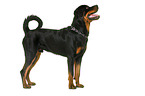 Rottweiler in front of white background