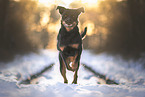 running Rottweiler