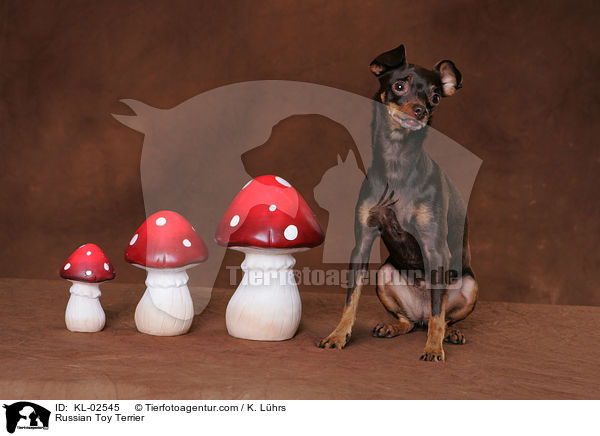 Russischer Toy Terrier / Russian Toy Terrier / KL-02545