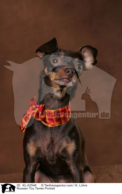 Russian Toy Terrier Portrait / KL-02546