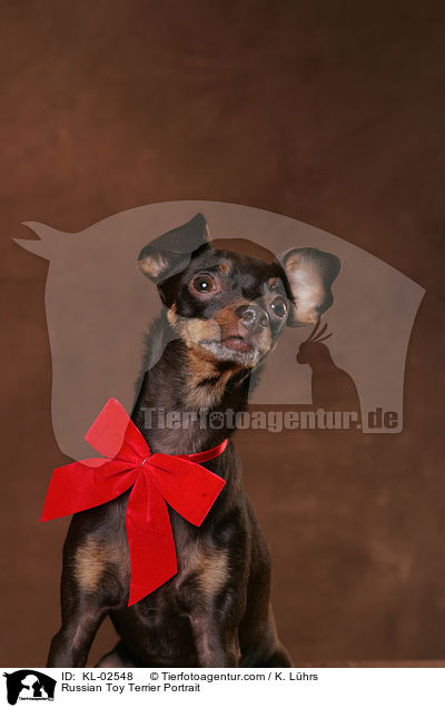 Russian Toy Terrier Portrait / KL-02548