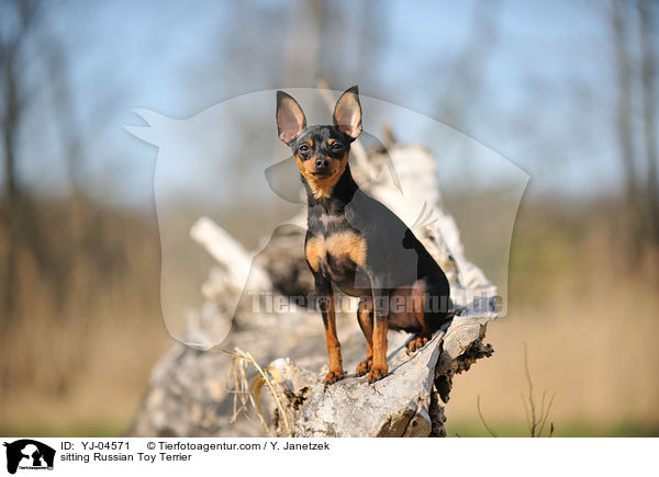 sitting Russian Toy Terrier / YJ-04571