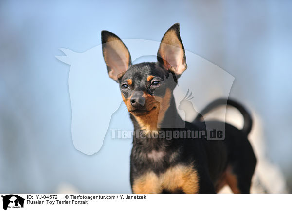 Russian Toy Terrier Portrait / YJ-04572