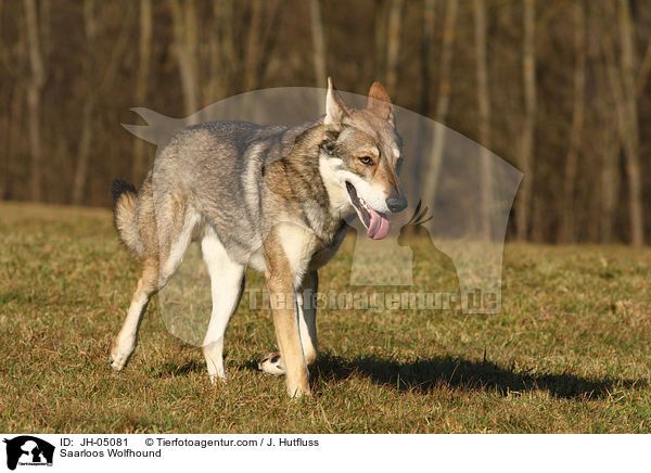 Saarloos Wolfhound / JH-05081