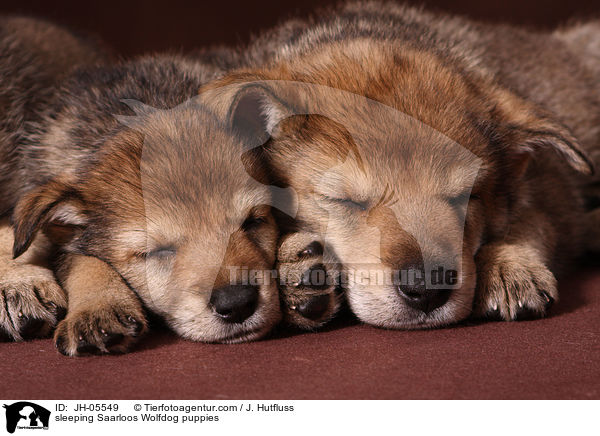 sleeping Saarloos Wolfdog puppies / JH-05549