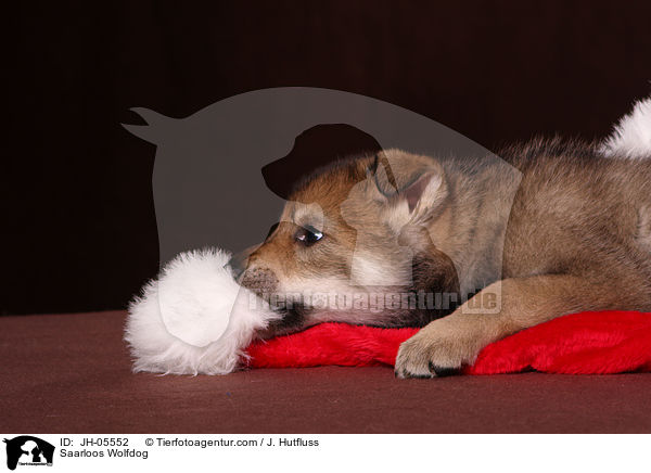 Saarloos Wolfdog / JH-05552