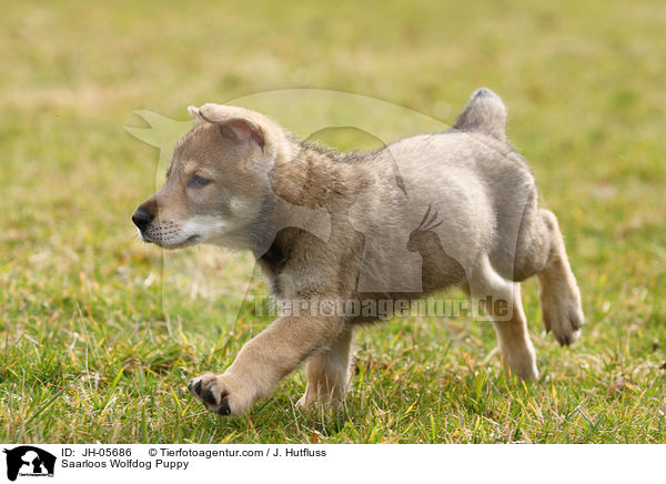 Saarloos Wolfdog Puppy / JH-05686