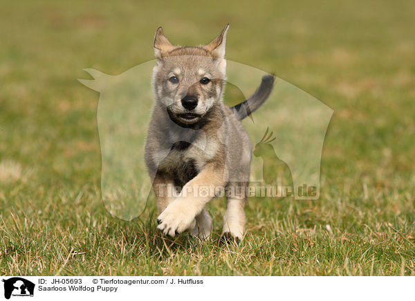 Saarloos Wolfdog Puppy / JH-05693