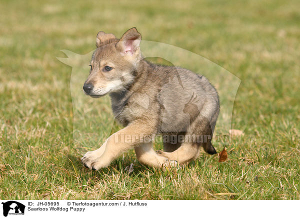 Saarloos Wolfdog Puppy / JH-05695