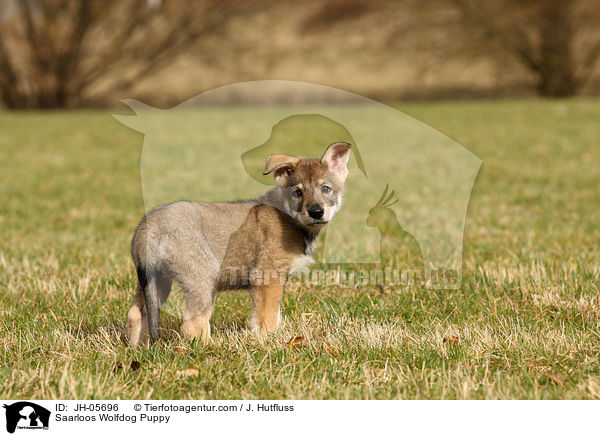 Saarloos Wolfdog Puppy / JH-05696
