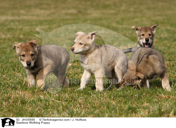 Saarloos Wolfdog Puppy / JH-05699