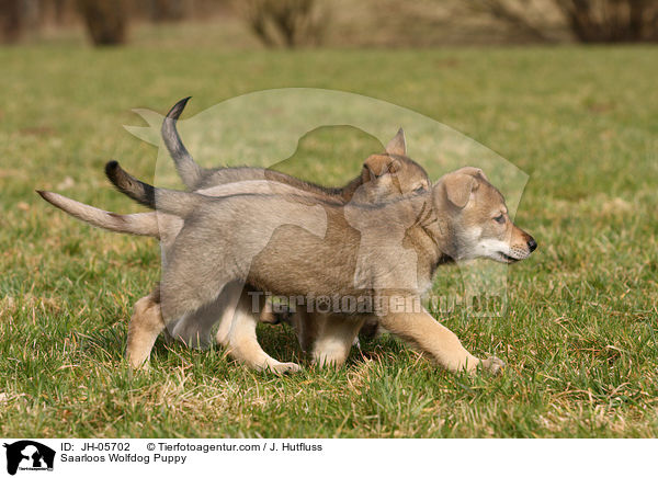 Saarloos Wolfdog Puppy / JH-05702
