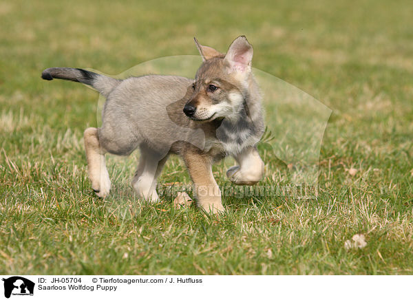 Saarloos Wolfdog Puppy / JH-05704