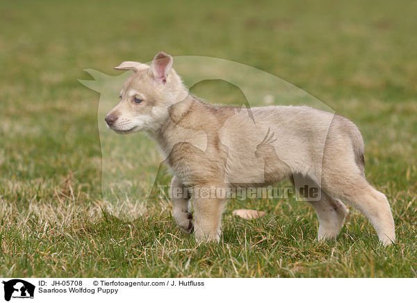 Saarloos Wolfdog Puppy / JH-05708