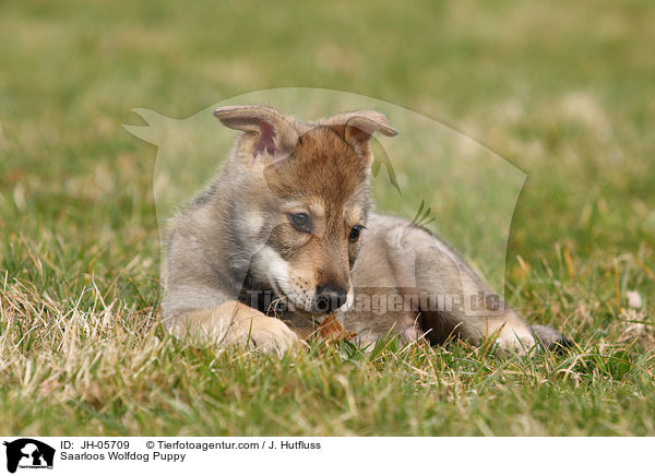 Saarloos Wolfdog Puppy / JH-05709