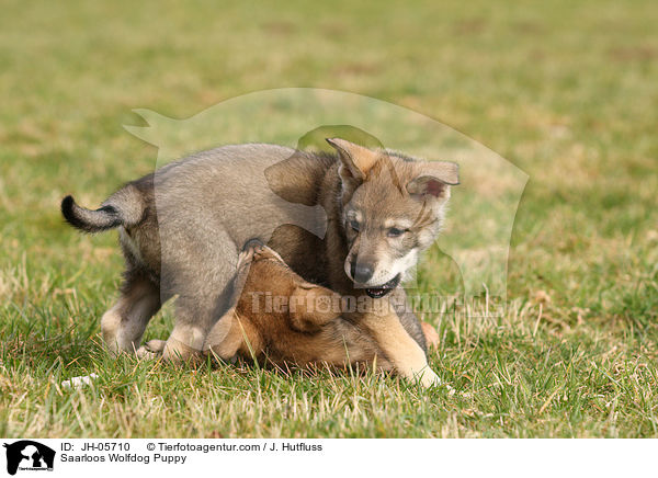 Saarloos Wolfdog Puppy / JH-05710