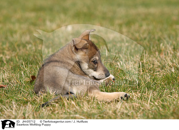 Saarloos Wolfdog Puppy / JH-05712