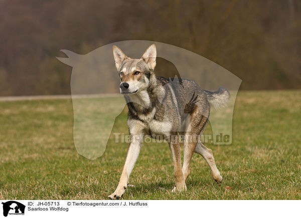 Saarloos Wolfdog / JH-05713
