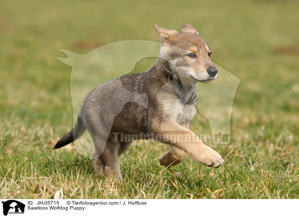 Saarloos Wolfdog Puppy / JH-05715