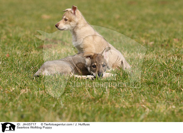 Saarloos Wolfdog Puppy / JH-05717