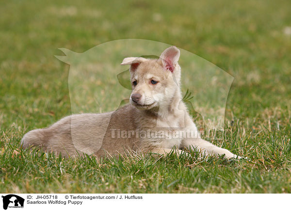Saarloos Wolfdog Puppy / JH-05718