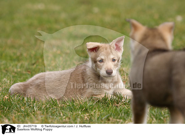 Saarloos Wolfdog Puppy / JH-05719