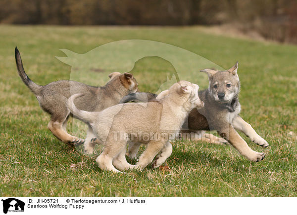 Saarloos Wolfdog Puppy / JH-05721