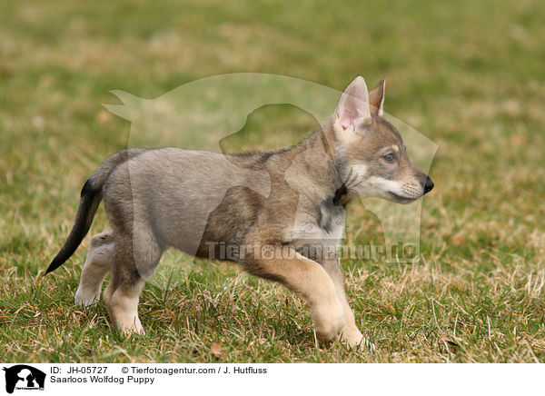 Saarloos Wolfdog Puppy / JH-05727
