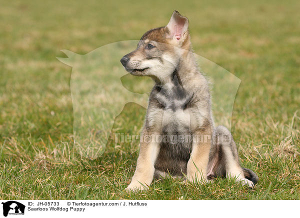Saarloos Wolfdog Puppy / JH-05733