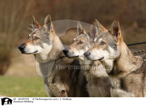 Saarloos Wolfdog / JH-05734