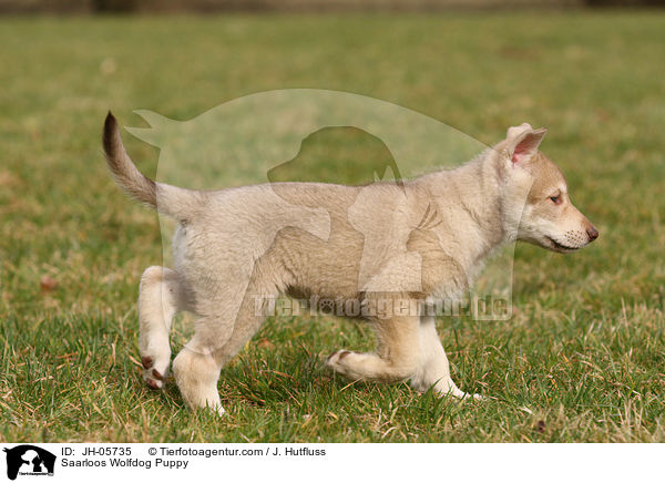 Saarloos Wolfdog Puppy / JH-05735