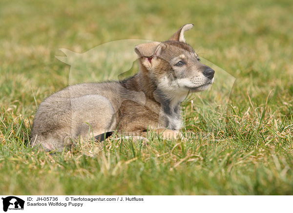 Saarloos Wolfdog Puppy / JH-05736