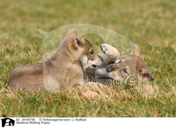 Saarloos Wolfdog Puppy / JH-05738