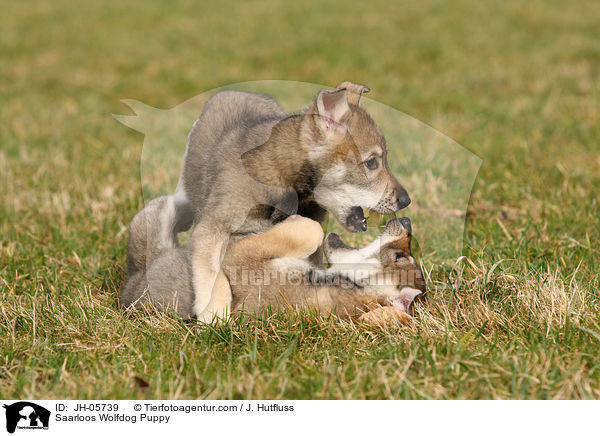 Saarloos Wolfdog Puppy / JH-05739