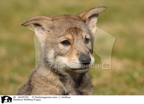 Saarloos Wolfdog Puppy / JH-05745