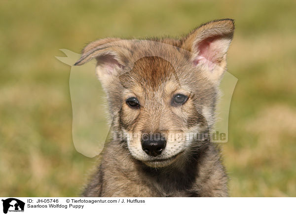 Saarloos Wolfdog Puppy / JH-05746