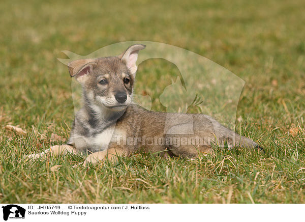 Saarloos Wolfdog Puppy / JH-05749
