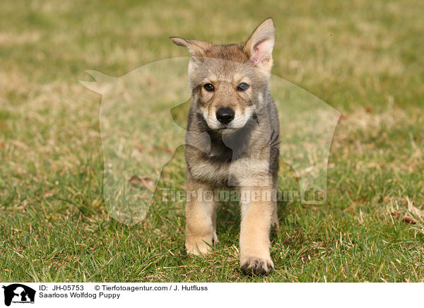 Saarloos Wolfdog Puppy / JH-05753
