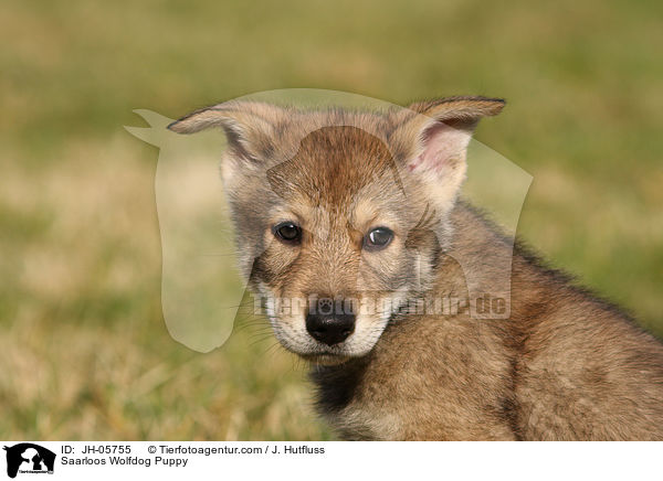 Saarloos Wolfdog Puppy / JH-05755