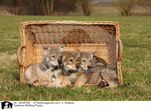 Saarloos Wolfdog Puppy / JH-05756