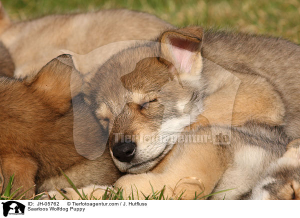 Saarloos Wolfdog Puppy / JH-05762