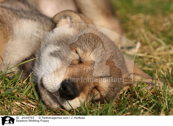 Saarloos Wolfdog Puppy / JH-05763