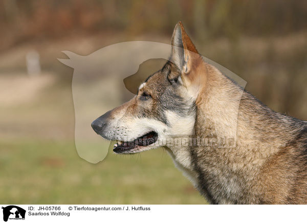 Saarloos Wolfdog / JH-05766