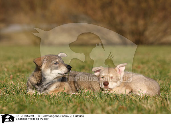 Saarloos Wolfdog Puppy / JH-05769