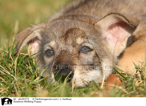 Saarloos Wolfdog Puppy / JH-05773
